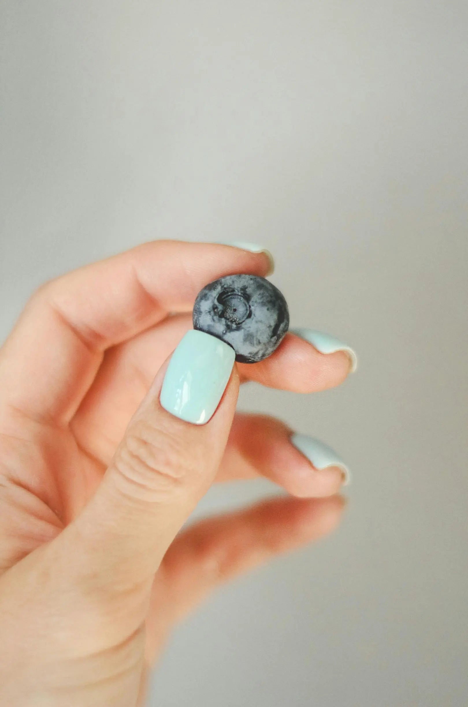 Hand holding a wild blueberry used to make wild blueberry powder in Australia