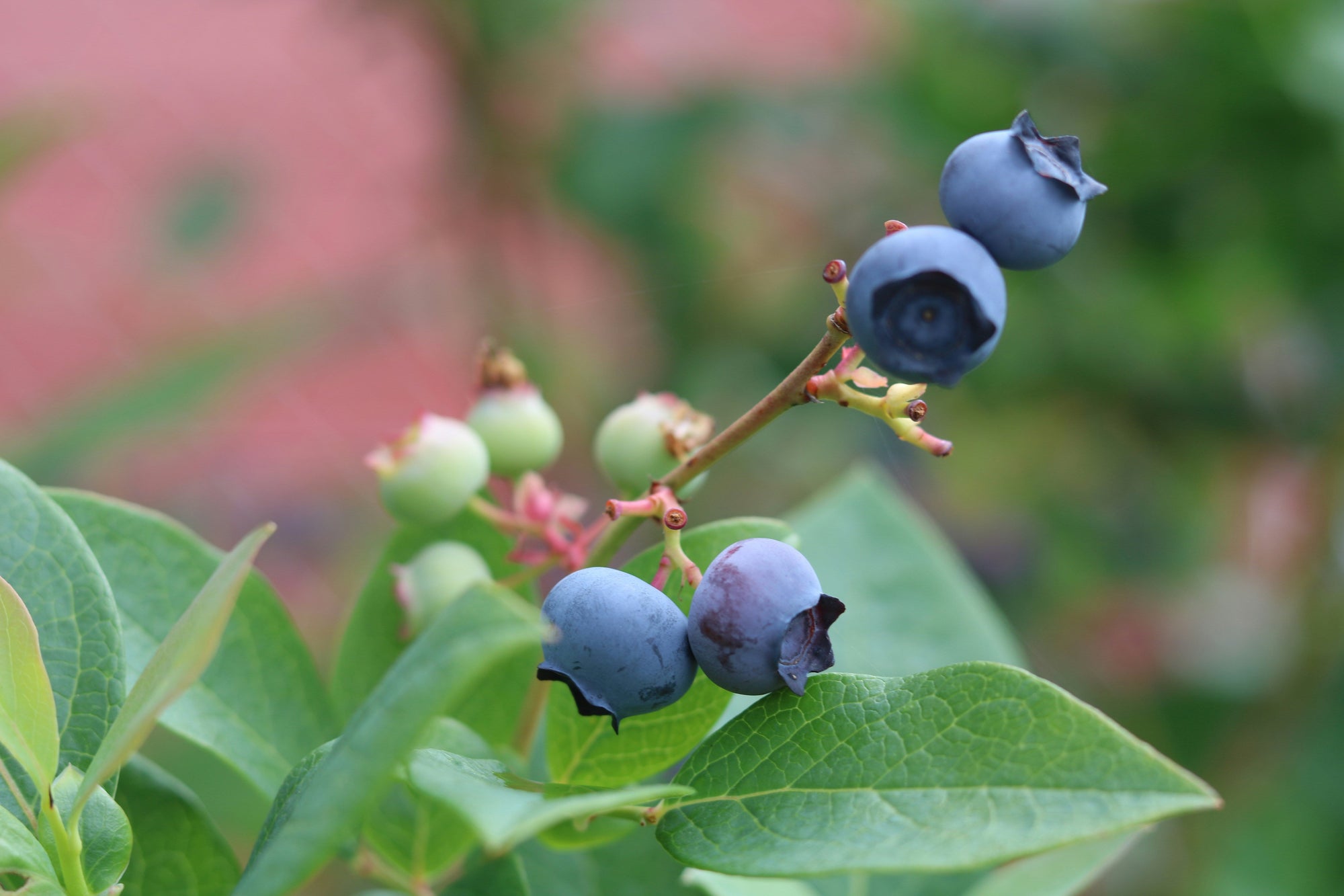 Wild blueberries that may be linked to brain health