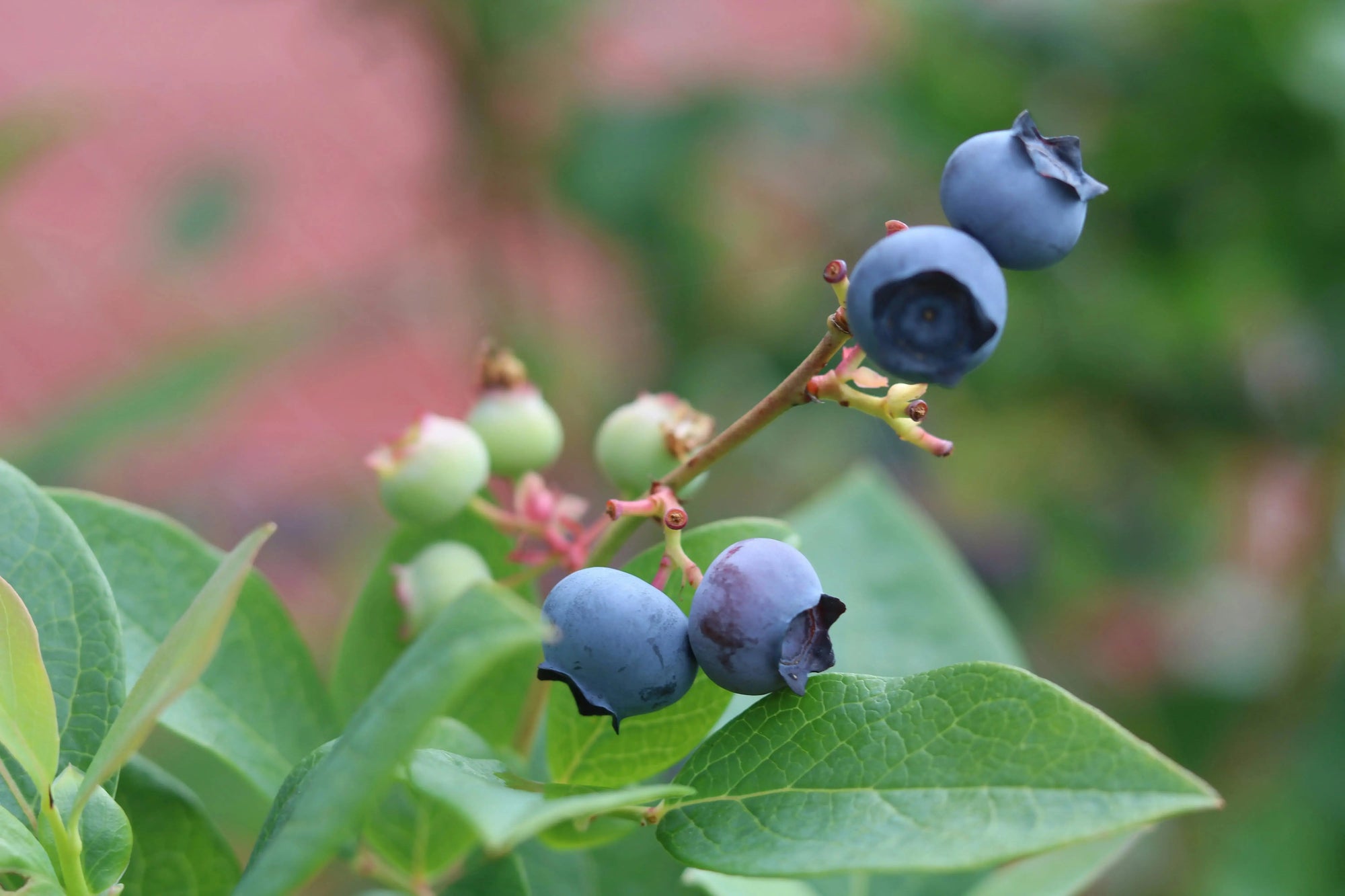 Wild blueberries that may be linked to brain health