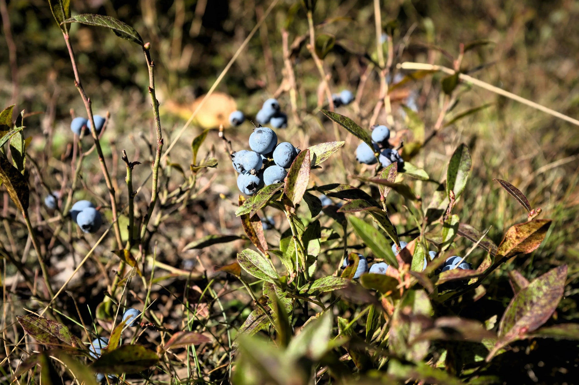 Canadian wild blueberries used in juice production for Australia