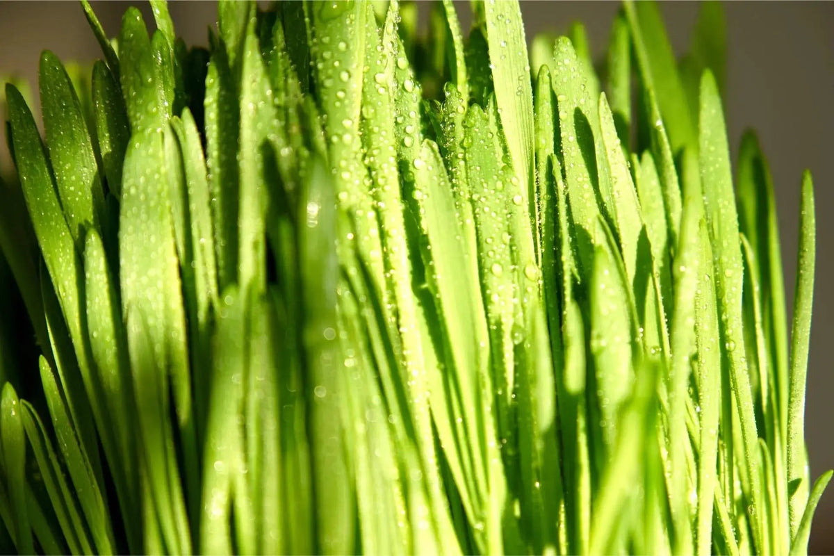 Barley Grass Juice Powder Benefits: What You Need to Know Puresia