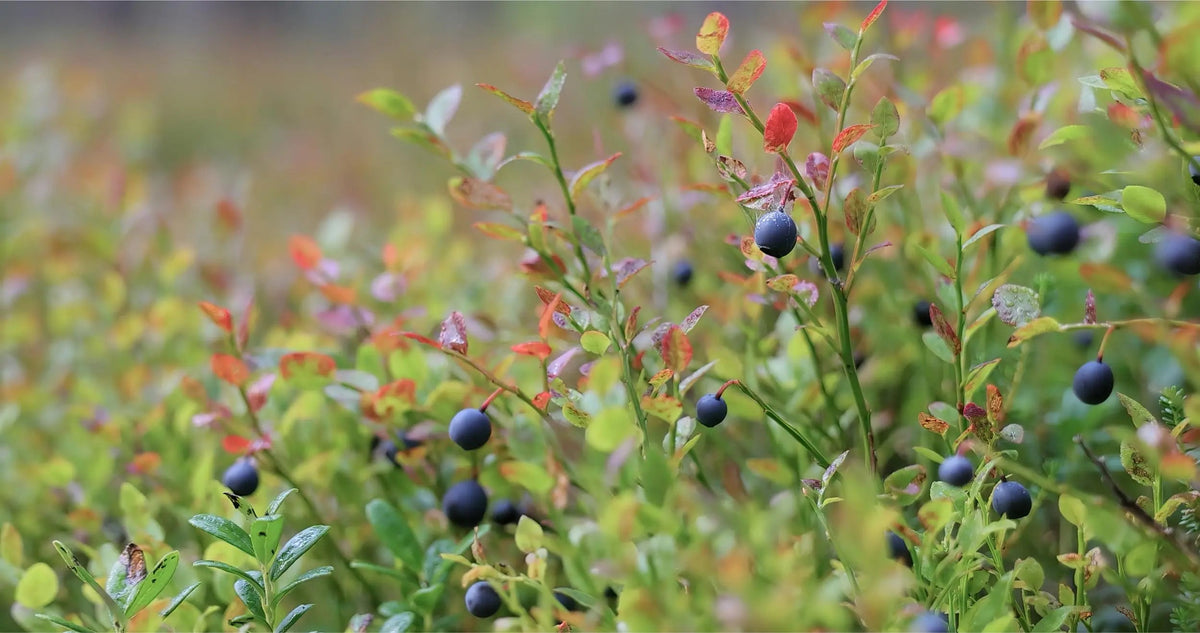 Wild blueberries growing on a bush, more nutrient dense than cultivated blueberries