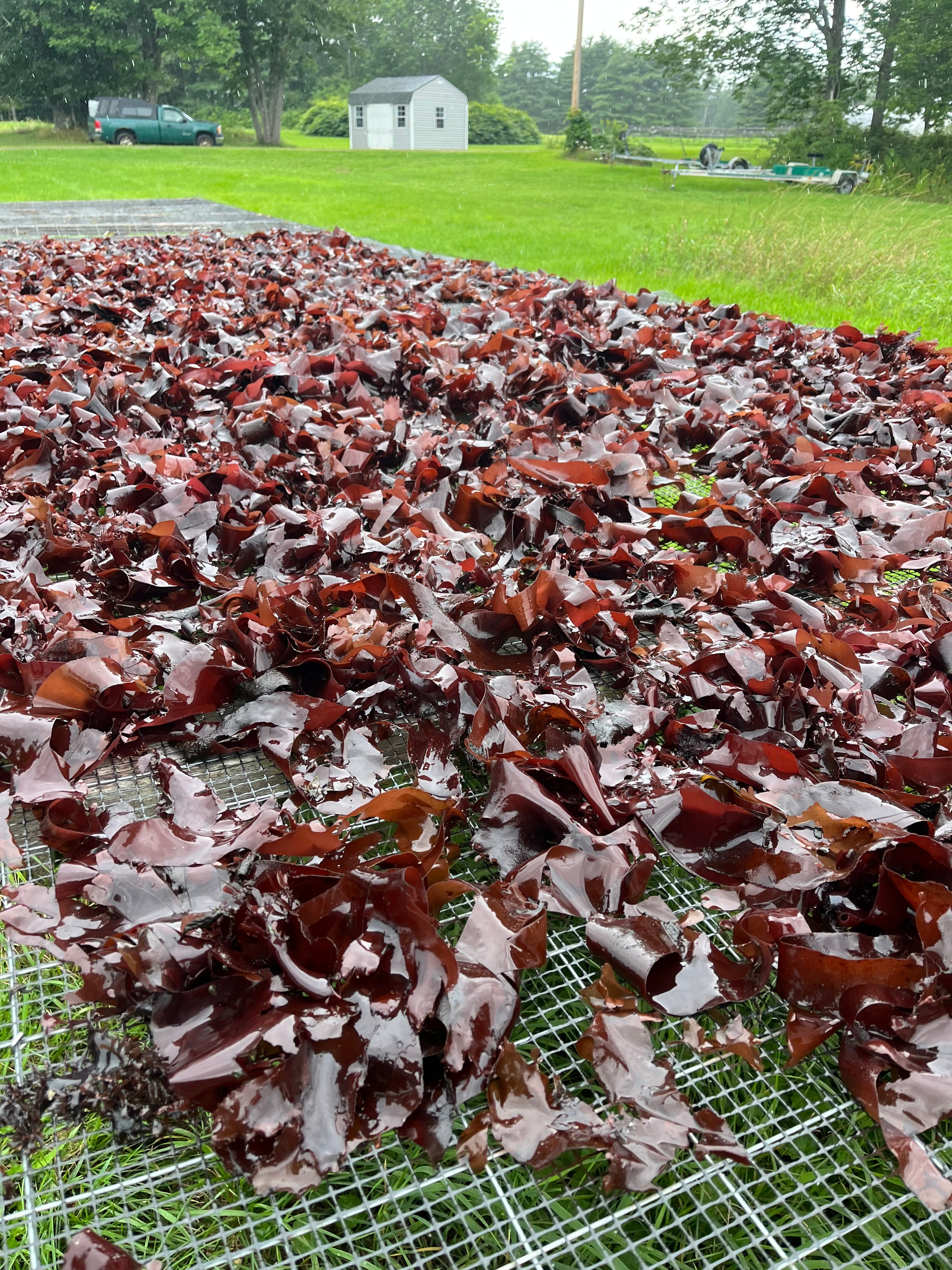 harvested atlantic dulse seaweed
