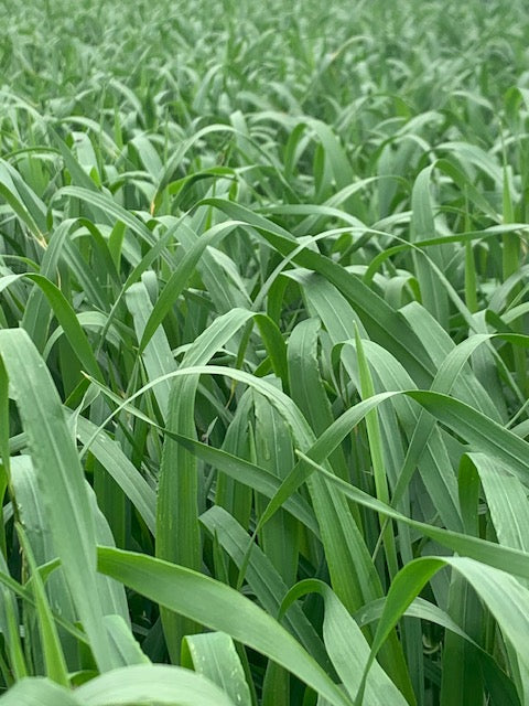 Barley grass for a heavy metal detox