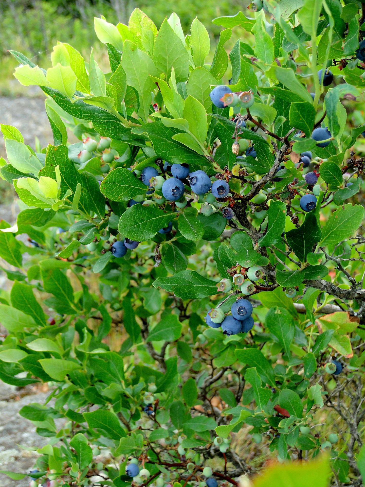 Wild blueberries for use in a heavy metal detox cleanse