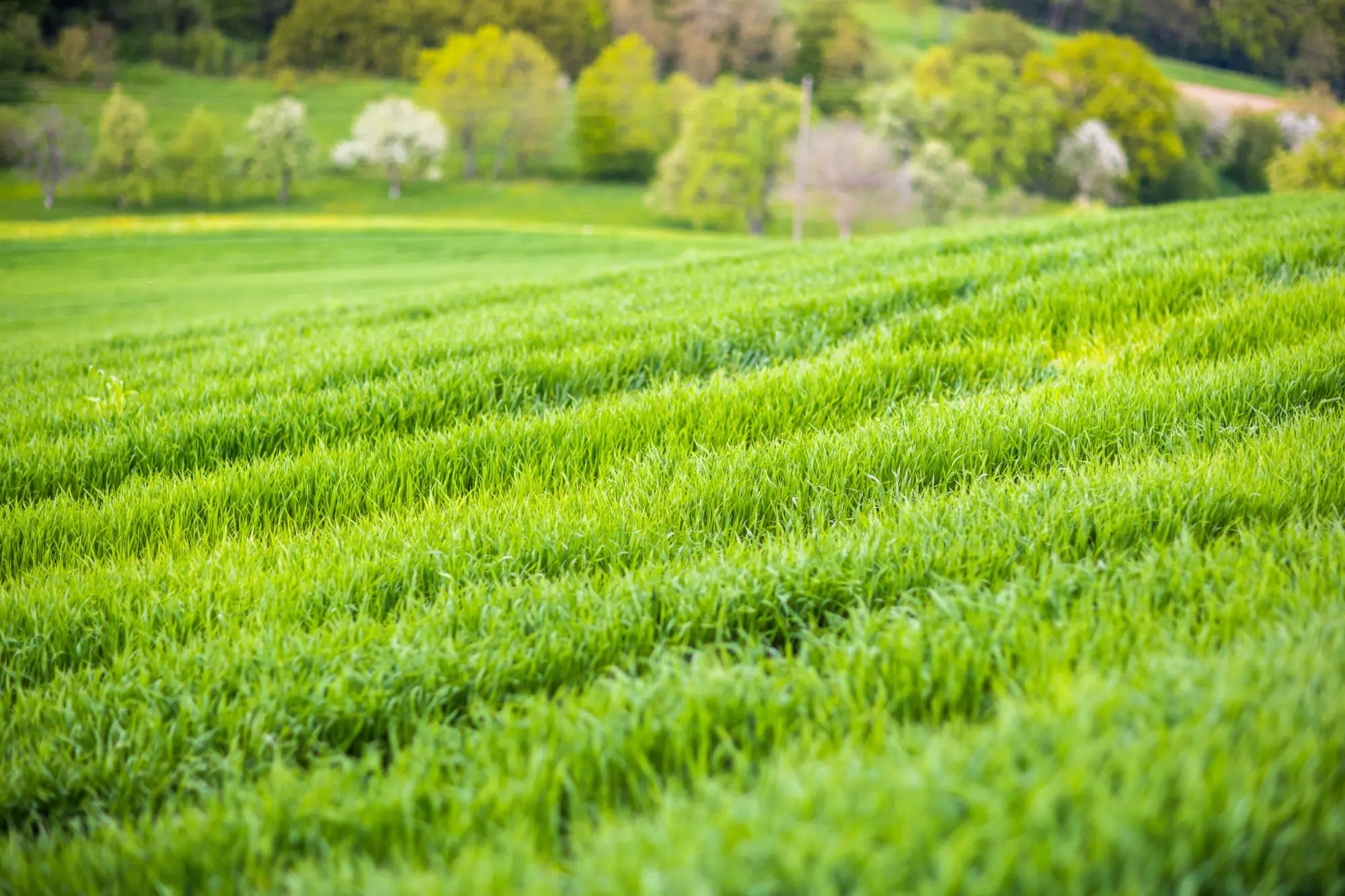 Close up of barley grass fields