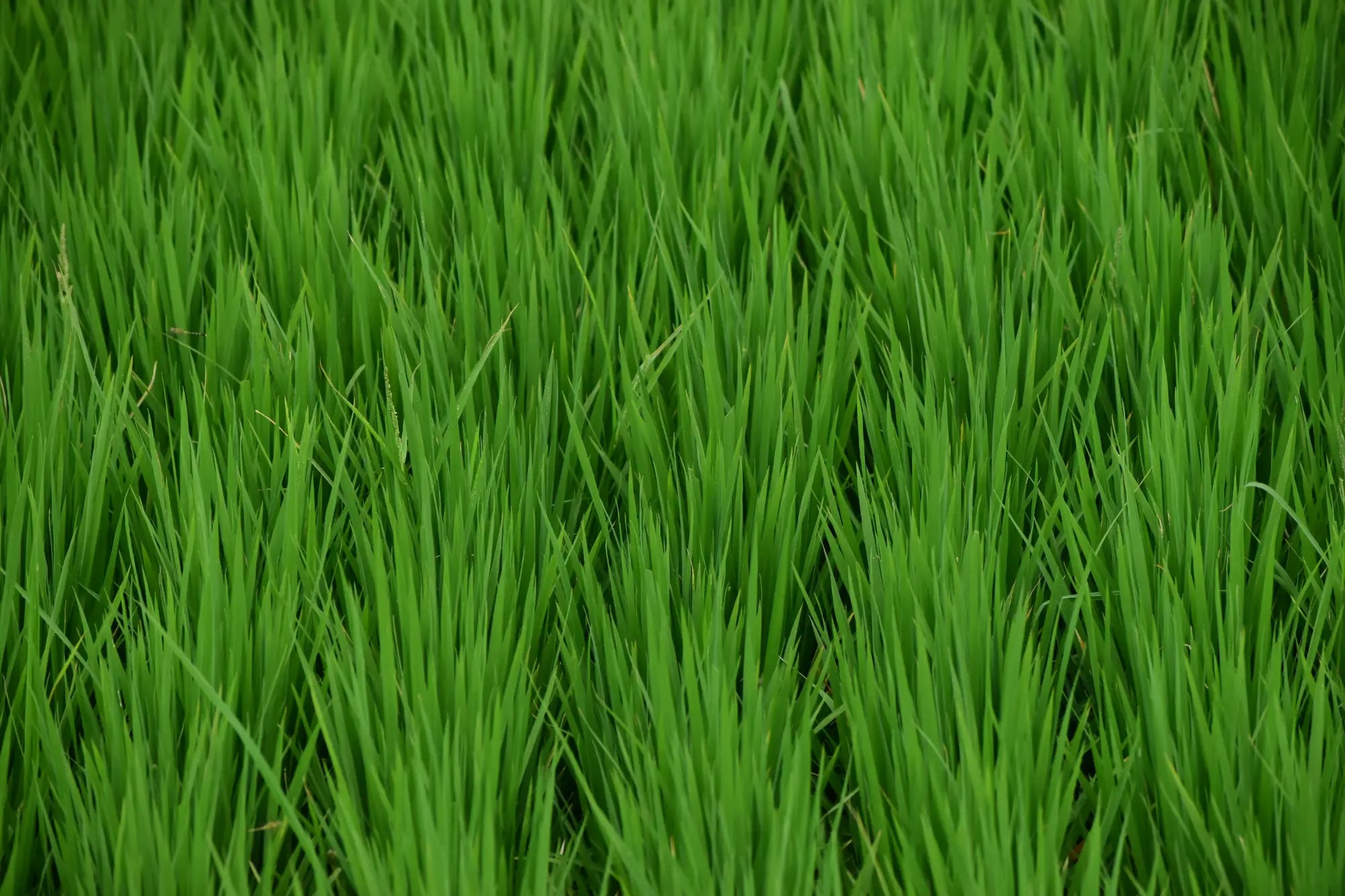 Close up of barley grass which gets turned into powder