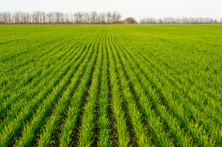 Barley grass fields