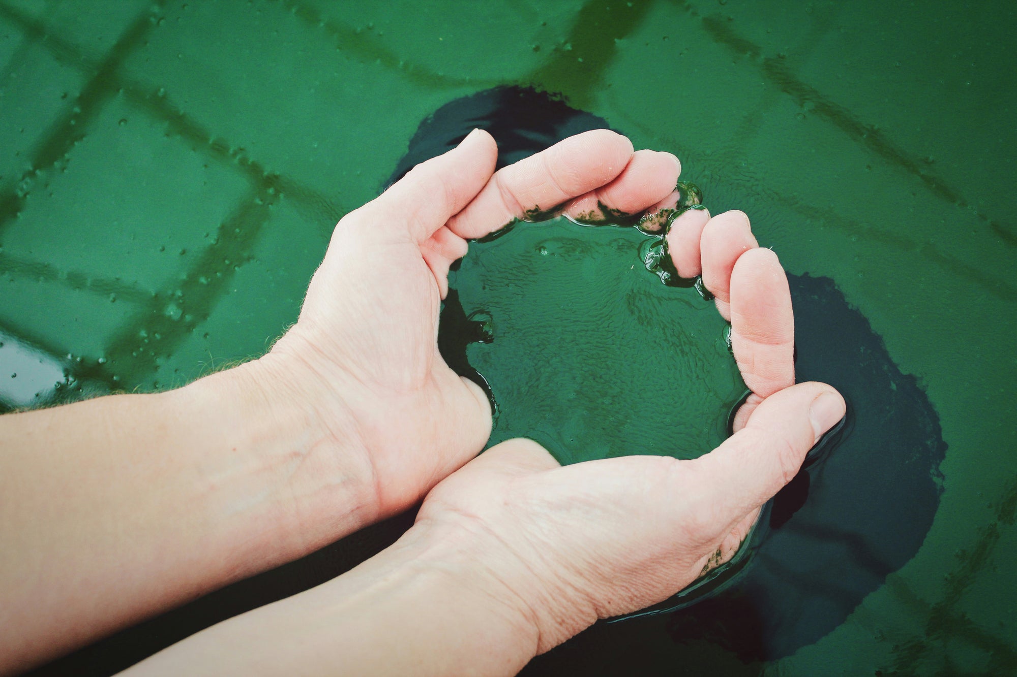 Spirulina being taken from the surface