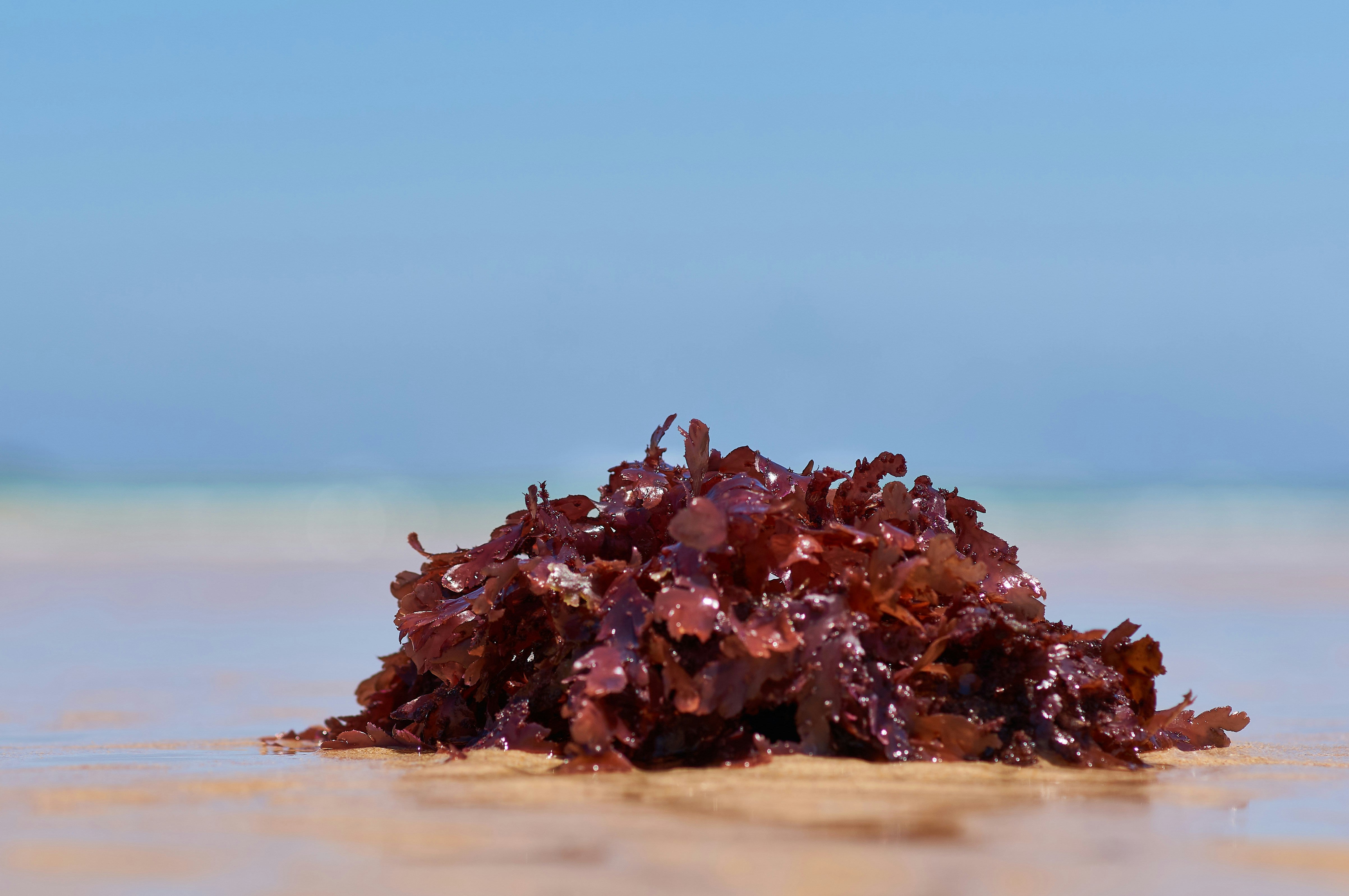 Seaweed from the atlantic ocean on the beach